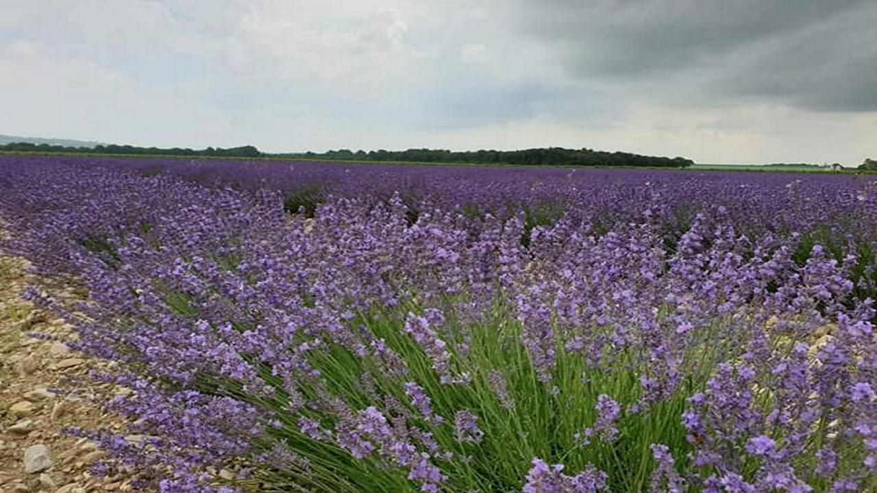Gite La Joliette Et Le Chesnaie Grillon Luaran gambar